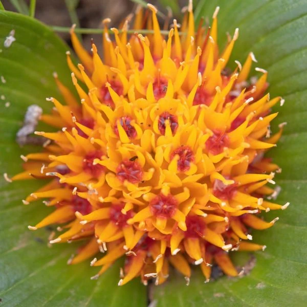 Зображення Даубенія капська - Daubenya capensis 