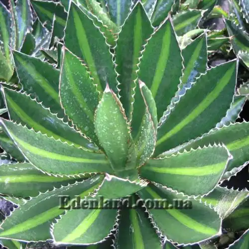 Зображення Агава однострічкова - Agave univittata