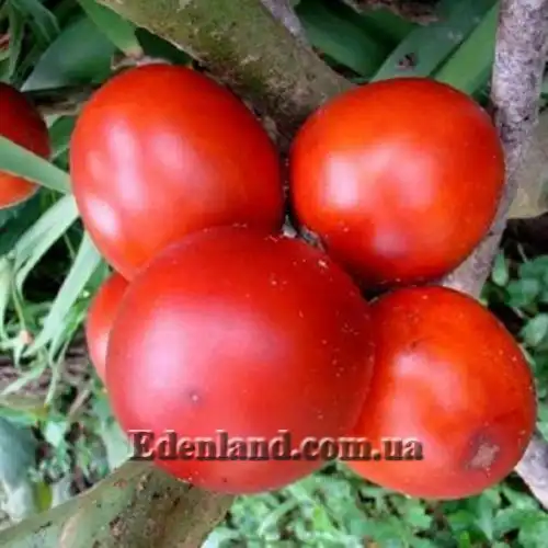 Зображення Пасльон сидячоквітковий (Топіро, Кокона) - Solanum sessiliflorum