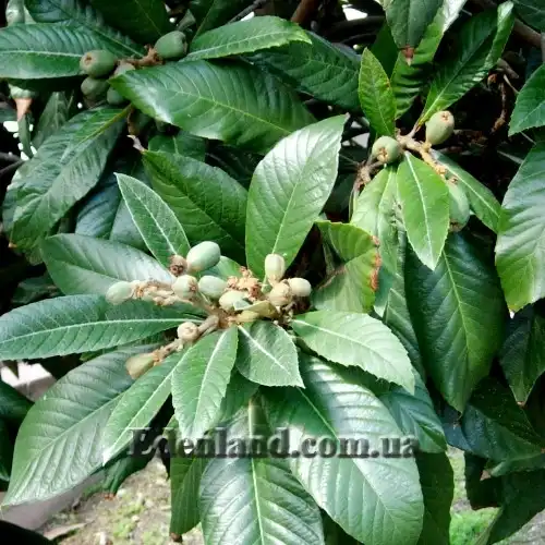 Изображение молодые плоды