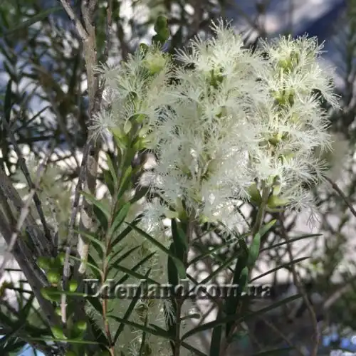 Изображение Мелалеука вересколистная - Melaleuca ericifolia