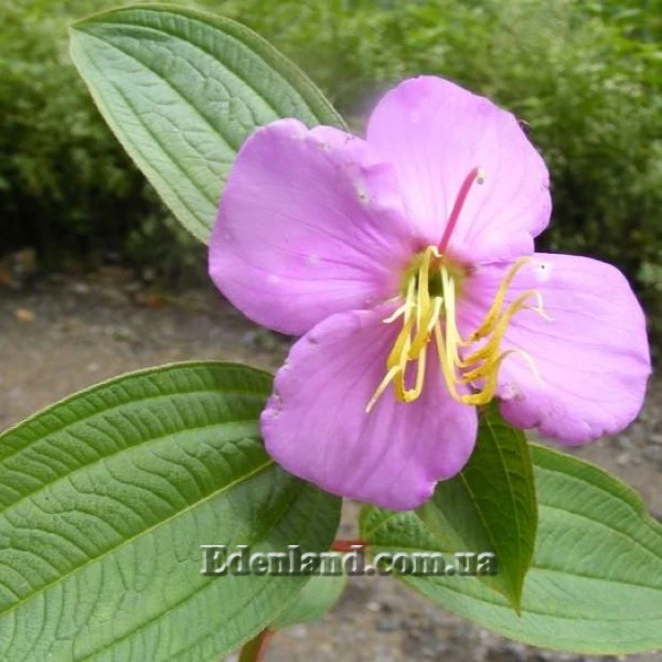 Изображение Осбекия звездчатая  - Osbeckia stellata