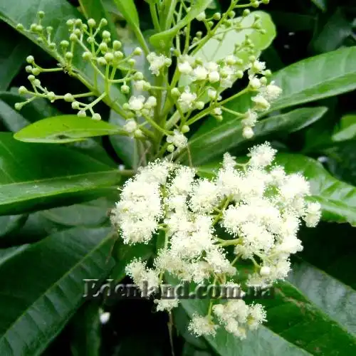 Изображение цветение