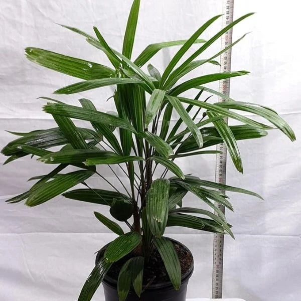 Зображення Рапис тонкий  - Rhapis subtilis 