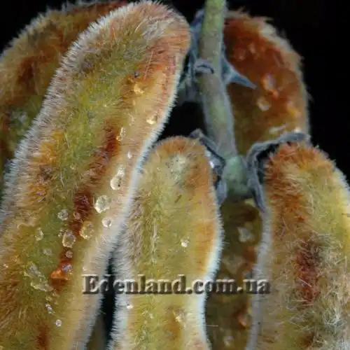 Изображение Мукуна жгучая - Mucuna pruriens