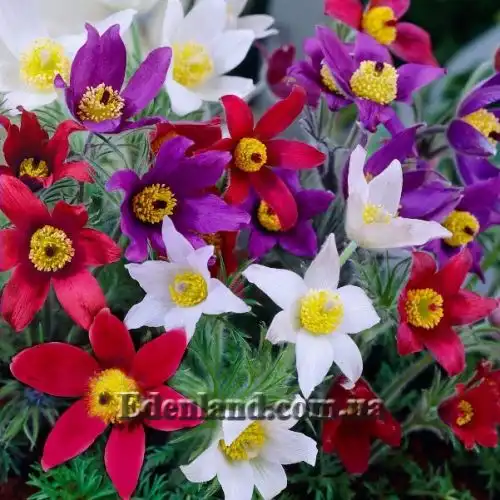 Пульсатилла обыкновенная - Pulsatilla vulgaris
