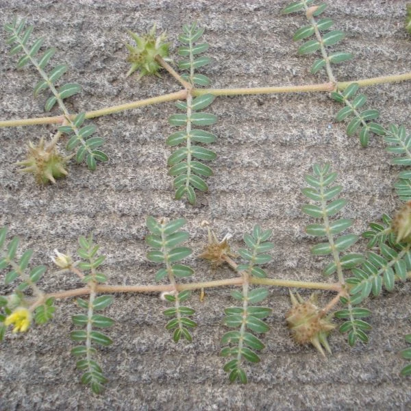 Изображение Трибулус или Якорцы стелющиеся  - Tribulus terrestris