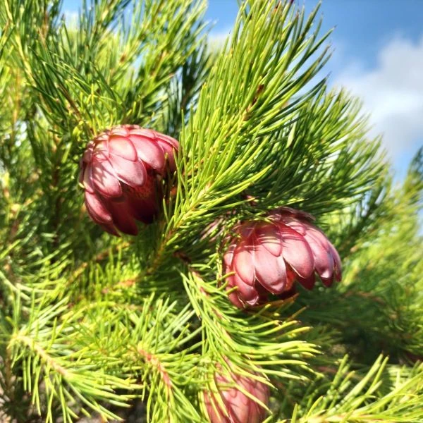 Изображение Протея карликовая  - Protea nana 