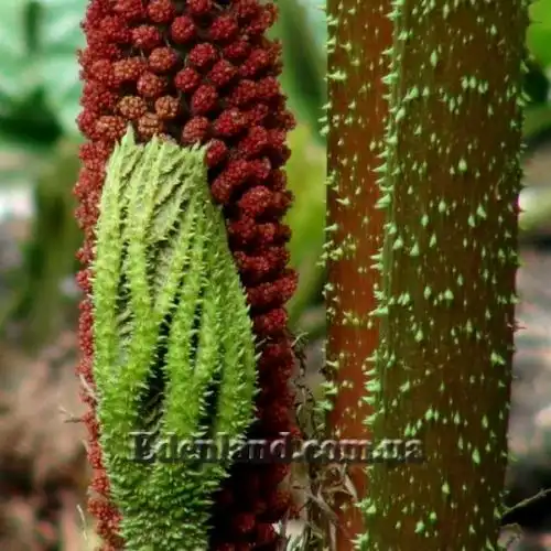 Изображение молодой лист, черешок и соцветие