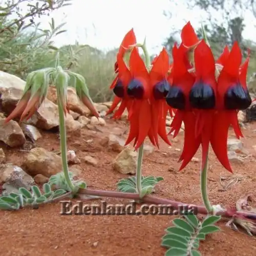 Изображение цветущая ветка