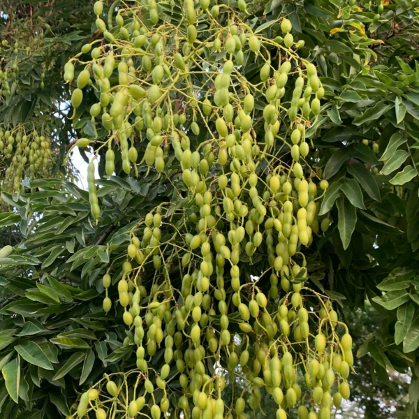 Изображение Стифнолобиум японский  - Styphnolobium japonicum