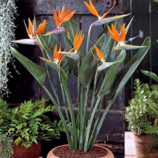 Зображення рослина в горщику