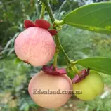 Изображение Брейния двуполая  - Breynia androgyna