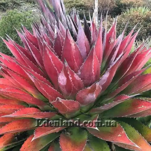 Изображение начало цветения