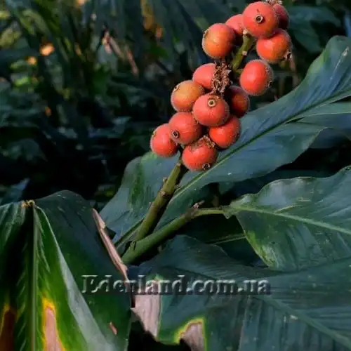 Изображение Альпиния малаккская - Alpinia malaccensis