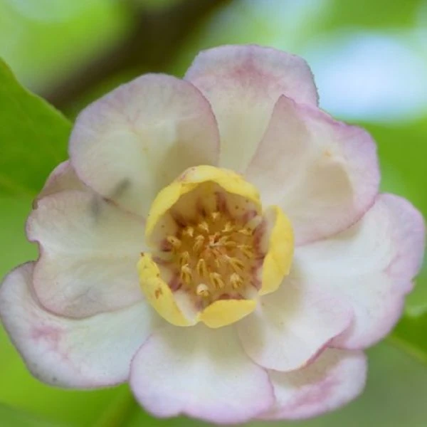 Изображение Синокаликантус китайский - Sinocalycanthus chinensis