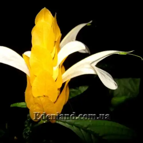 Изображение Пахистахис желтый - Pachystachys lutea