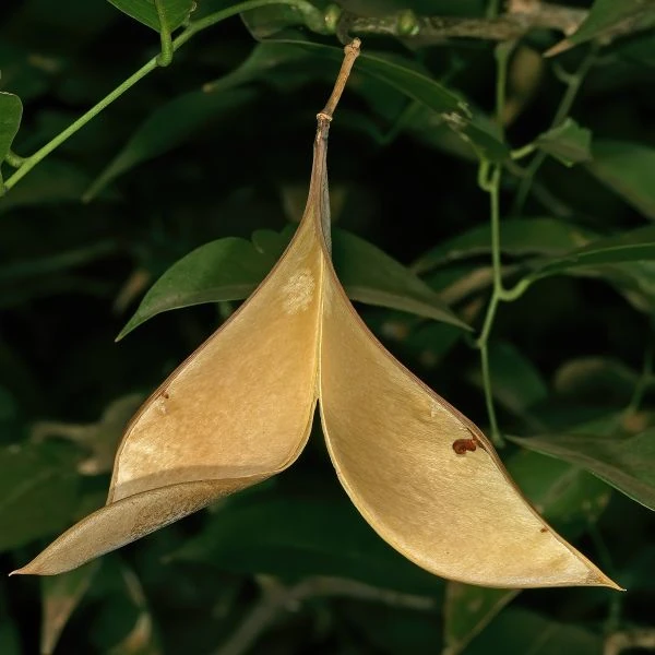 Изображение Крейбия Циммермана   - Craibia zimmermannii