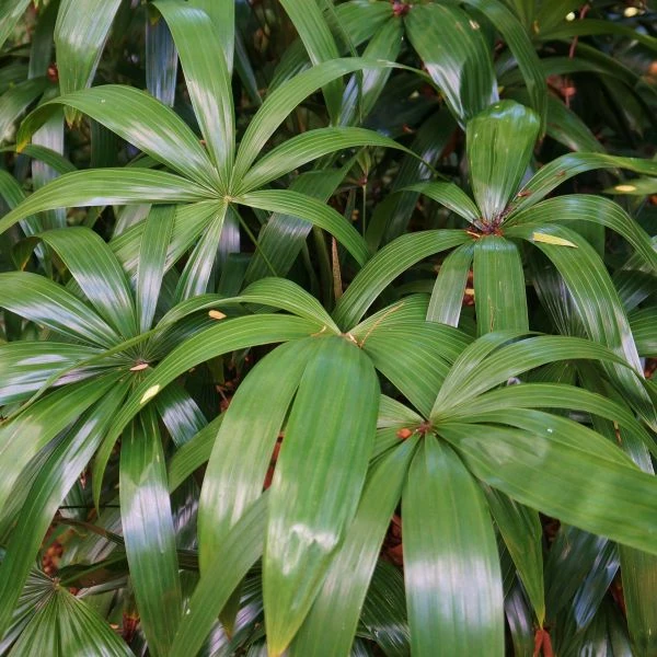 Зображення Рапис тонкий  - Rhapis subtilis 