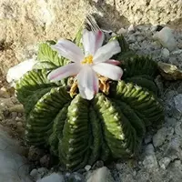 Зображення Ацтекіум Ріттера