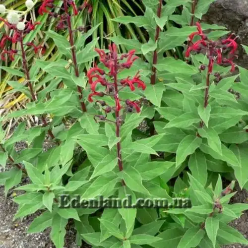 Изображение Лобелия Тупа - Lobelia tupa