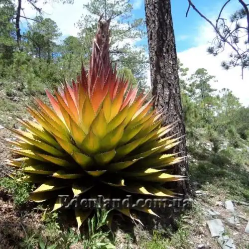 Изображение появление цветоноса