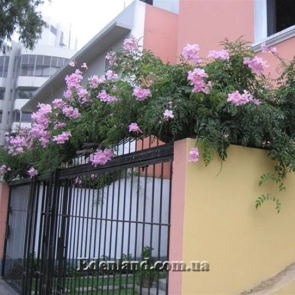 Изображение Подранея Рикасоля - Podranea ricasoliana