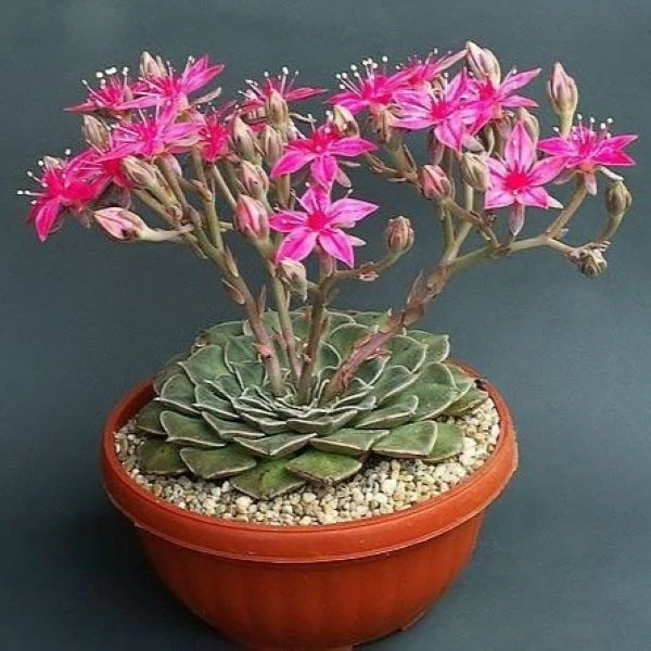 Граптопеталум прекрасний  - Graptopetalum bellum 