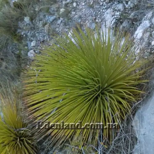 Изображение Агава полосатая - Agave striata 