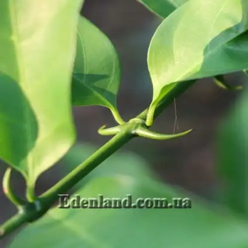 Изображение Оксицерос щетинистый - Oxyceros horridus 