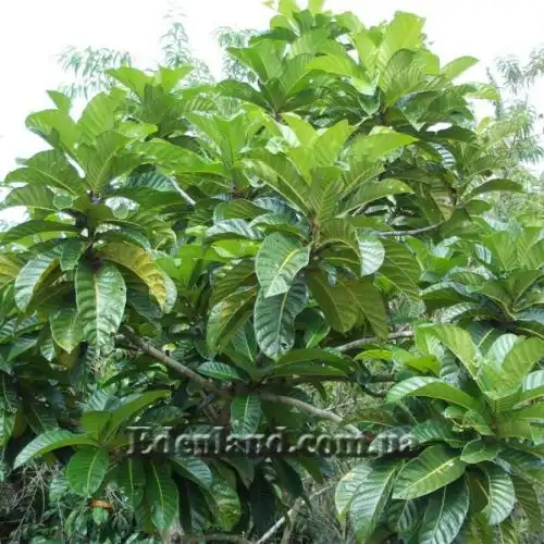 Изображение Фикус Харбофилла (красиволистный) - Ficus habrophylla