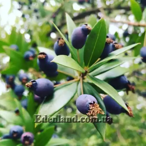 Изображение Мирт обыкновенный - Myrtus communis