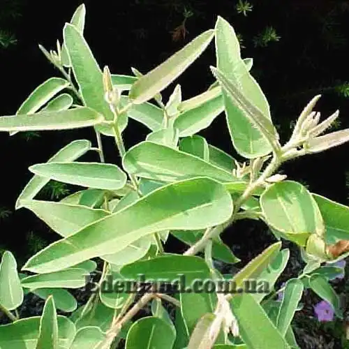 Эвкалипт лимонный - Eucalyptus citriodora