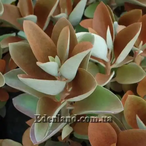 Изображение Каланхоэ оргиалис - Kalanchoe orgyalis