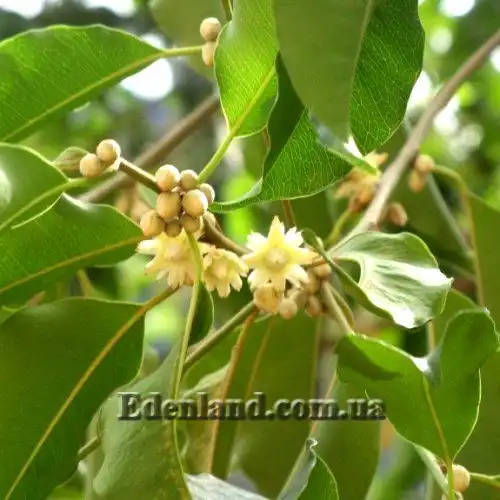 Изображение цветение