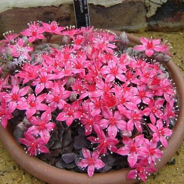 Зображення Граптопеталум прекрасний  - Graptopetalum bellum 