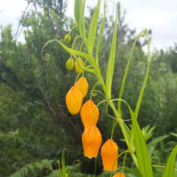 Изображение Сандерсония оранжевая  - Sandersonia aurantiaca