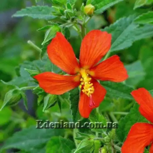 Зображення Павонія місії - Pavonia missionum