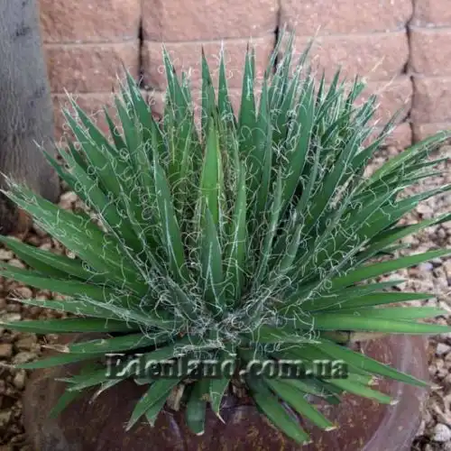 Зображення Агава нитконосна - Agave filifera