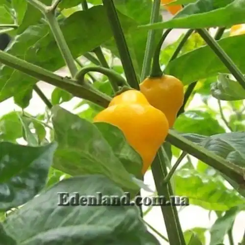 Изображение Перец Хабанеро желтый - Habanero Yellow