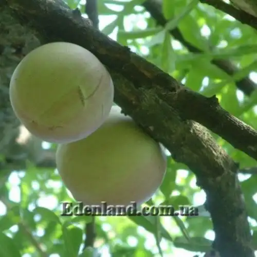 Зображення Кресцентія крилата - Crescentia alata