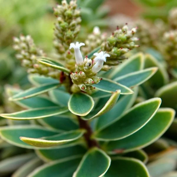 Изображение Циатопсис беловатый - Cyathopsis albicans 