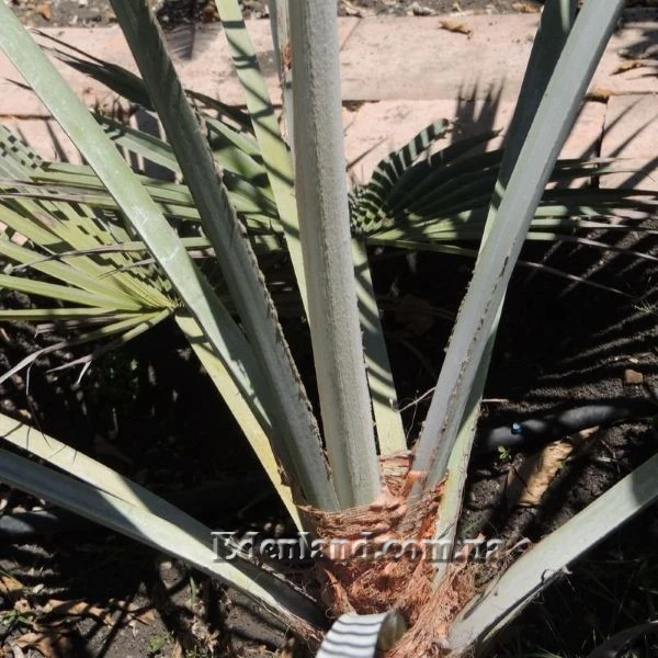 Изображение черешки без колючек