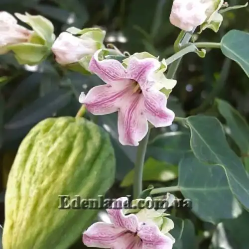 Изображение Арауджия вишнеплодная - Araujia sericifera