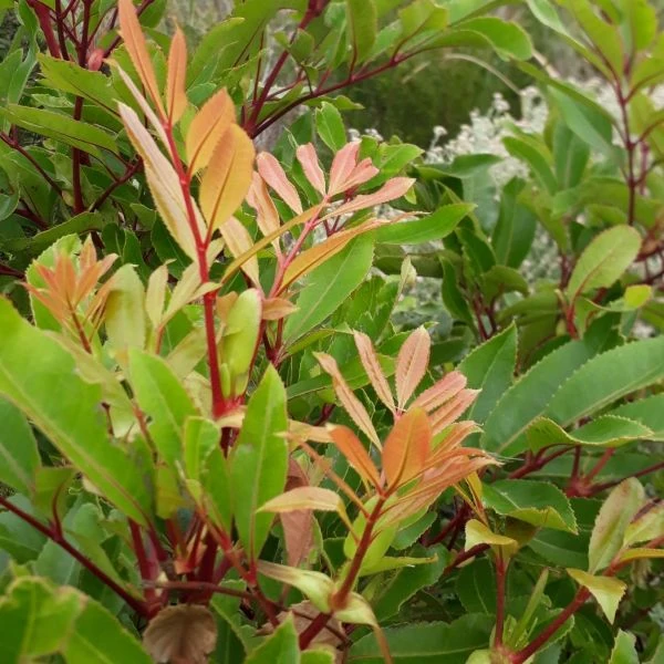 Изображение Кунония капская  - Cunonia capensis 