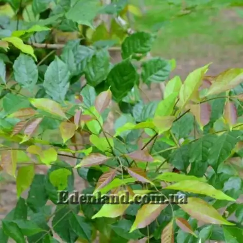 Изображение Долихандрона мелкопильчатая - Dolichandrone serrulata