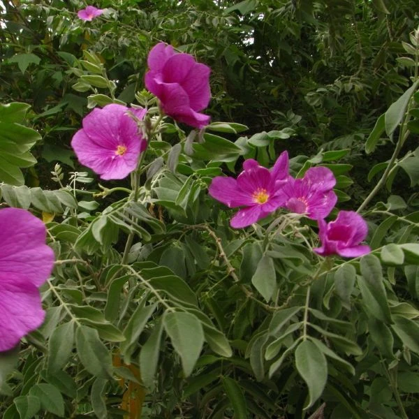 Изображение Моркиллия мексиканская  - Morkillia mexicana