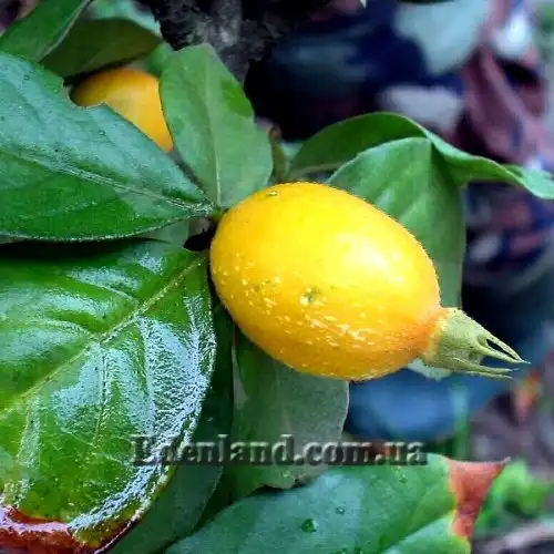 Изображение созревающий плод