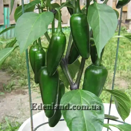 Зображення Перець Халапеньо - Jalapeno Pepper