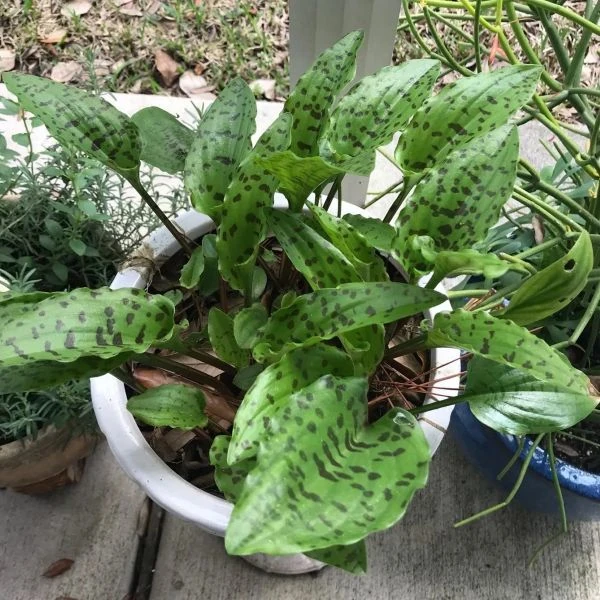 Изображение Дримиопсис пятнистый  - Drimiopsis maculata 